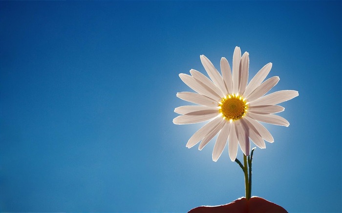 Papel de parede bonito da flor-HD Photography Visualizações:8608