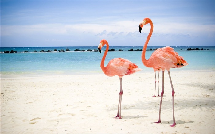 Birds on Beach-High Quality HD Wallpaper Views:9050 Date:2014/12/24 7:16:07