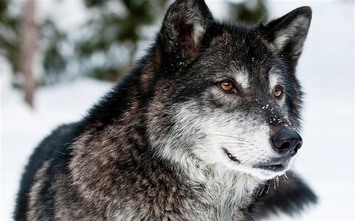 Black Snow Wolf-High Quality HD Wallpaper Views:14629 Date:2014/12/24 7:13:01