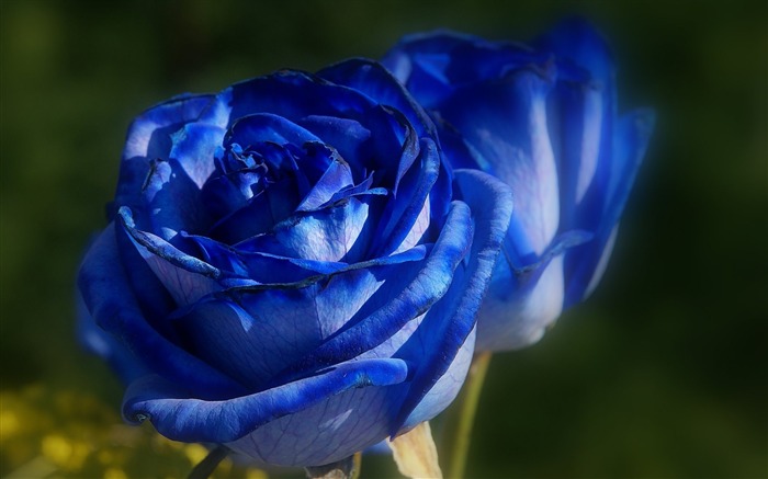 Papel de parede Blue Rose-HD Photography Visualizações:9311