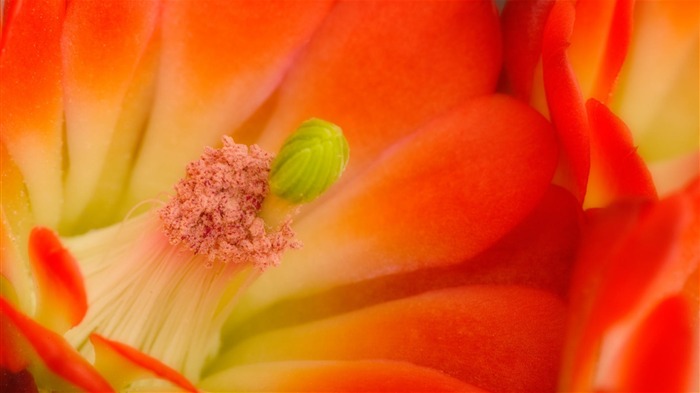 Papel de parede de fotografia Cactus Flower Close Up-HD Photography Visualizações:7792