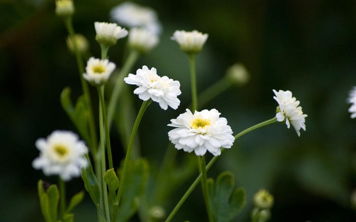 Papéis de Parede Cute Little Flowers-HD Photography Visualizações:9019