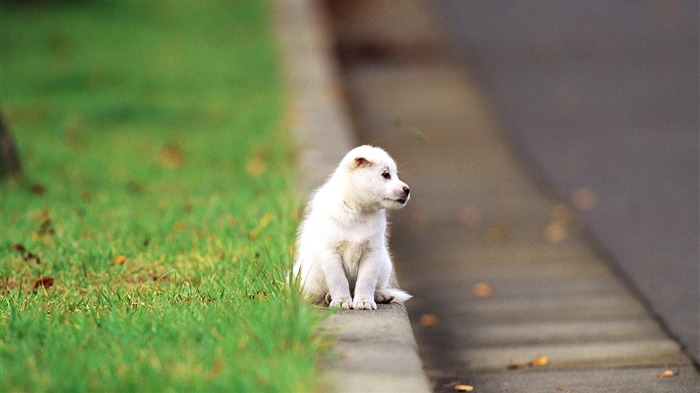 Cute Lonely Puppy-High Quality HD Wallpaper Visualizações:7957