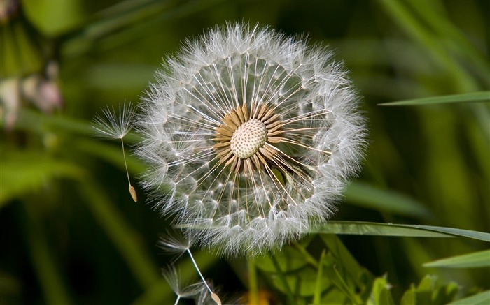 Dandelion Flower-HD Photography wallpaper Visualizações:7912