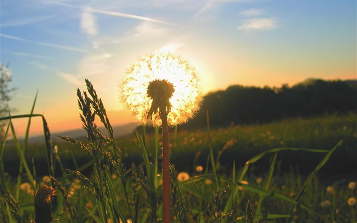 Wallpaper Dandelion Sunset-Fantasy HD Visualizações:10224