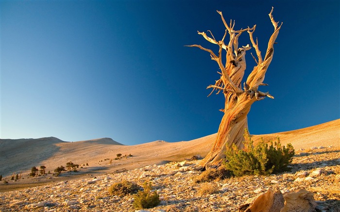 Dead Tree In Desert-Papel tapiz de alta calidad Vistas:13670