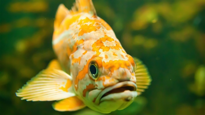 Freshwater Fish-High Quality HD Wallpaper Views:10729 Date:2014/12/24 7:18:34