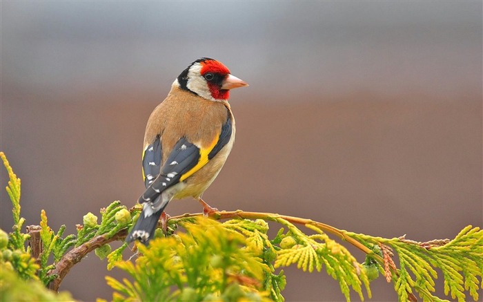 Goldfinch Bird-High Quality HD Wallpaper Visualizações:20992