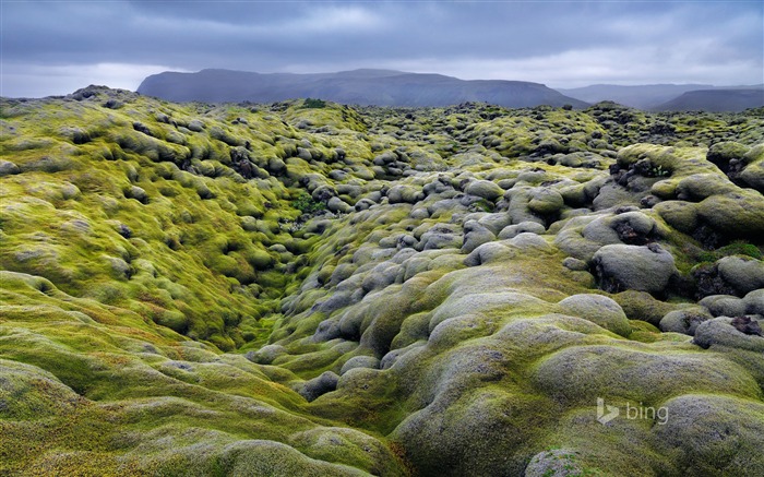 Moss everywhere-Bing theme wallpaper Views:8375 Date:2014/12/7 0:35:18