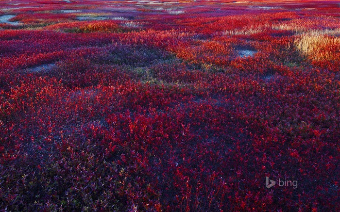 Sobre el fondo de pantalla del campo de flores-Bing Vistas:7706