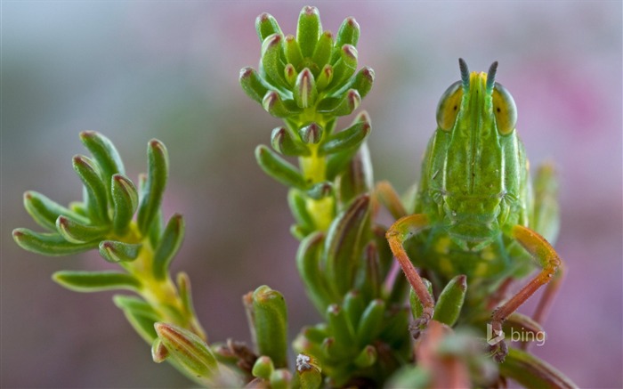 Plants grasshopper close-Bing theme wallpapers Views:5952 Date:2014/12/7 1:21:30