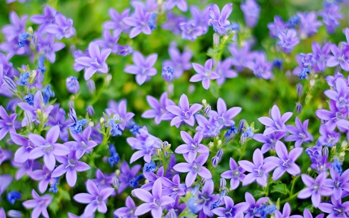 Papel de parede pequeno das flores roxas-HD Photography Visualizações:11319