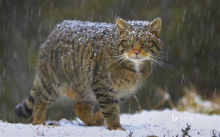 Fondos de escritorio de nieve gato-Bing Vistas:8440