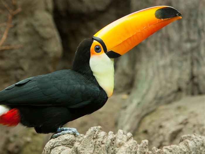 Papéis de Parede de Toucan Bird-High Quality HD Visualizações:10932