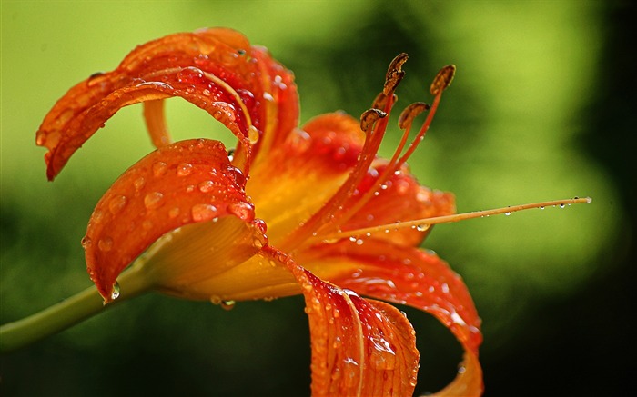 Papel de parede Wet Lily Flower-HD Photography Visualizações:7896