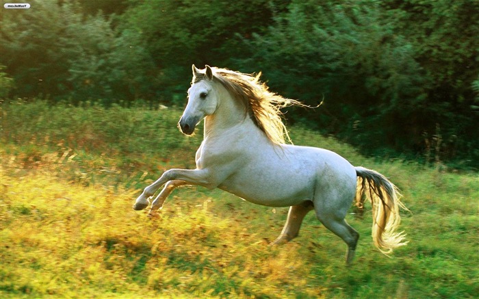 White Horse-High Quality HD Wallpaper Visualizações:16214