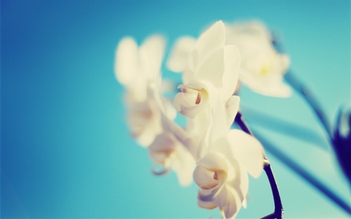 Papéis de parede White Orchid-HD Photography Visualizações:7331