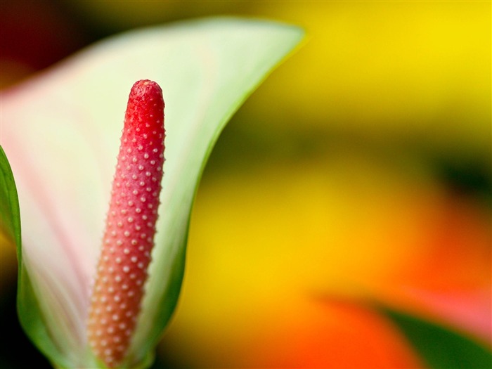 2014 Papel de parede HD de Melhor Flores Flores Florestais Visualizações:26539