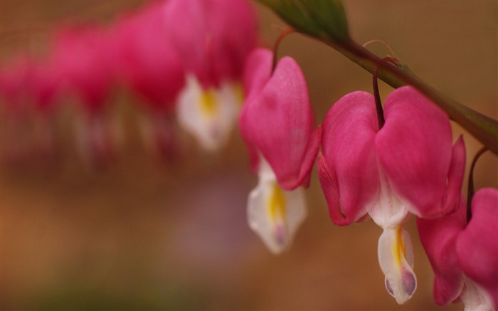 Papel de parede da flor dicentra-HD Photography Visualizações:6857