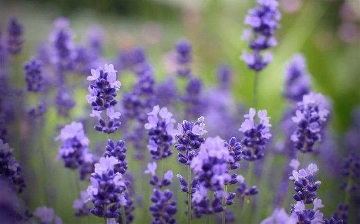 Flores de lavanda campo-HD Fotografia papel de parede Visualizações:11293