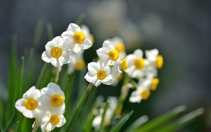 flores de narciso - papel de parede HD Photography Visualizações:8575