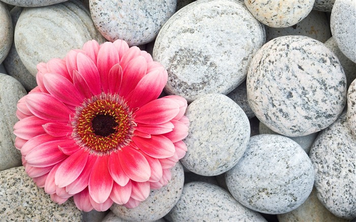 pedras gerbera flor-HD fotografia papel de parede Visualizações:11229