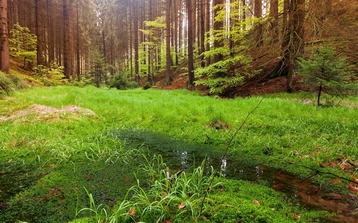 swamp in the forest-Nature wallpaper Views:10325 Date:2014/12/12 23:34:50