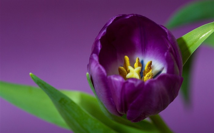 pétalas de tulipa roxo-HD fotografia papel de parede Visualizações:9031