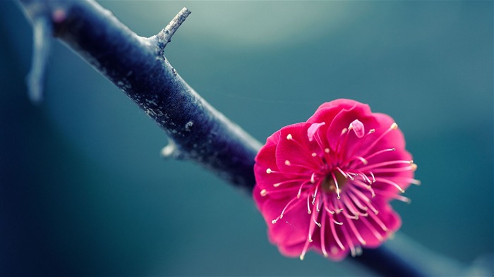 flor de galho rosa-HD fotografia papel de parede Visualizações:9358