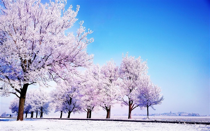 winter tree-2014 High quality HD Wallpaper Views:7591 Date:2014/12/31 7:19:40