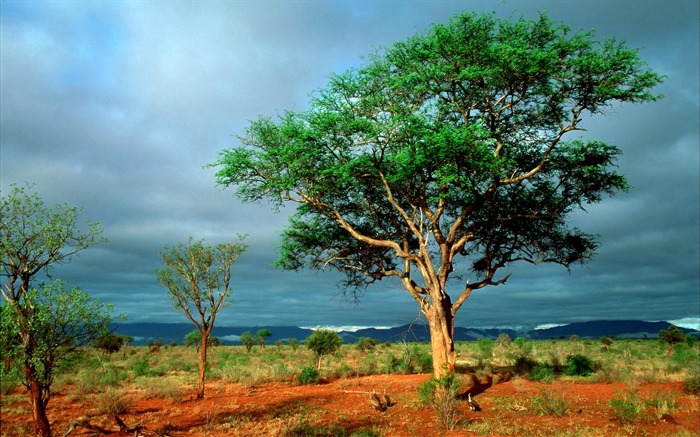 Paysage africaine-HD Fond d'écran Vues:12282