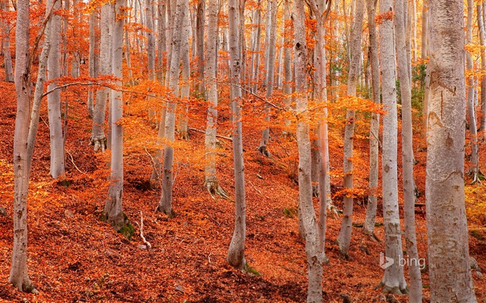 Autumn leaves jungle-Bing fond d'écran Vues:7730