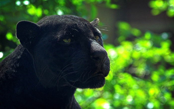 ブラックパンサー-動物の壁紙 ブラウズ:12761