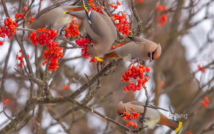 Birds on virgin-Bing theme wallpaper Views:10083 Date:2015/1/8 7:36:58