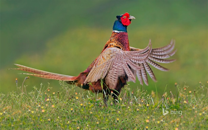 oiseau des prairies-Bing fond d'écran Vues:7881