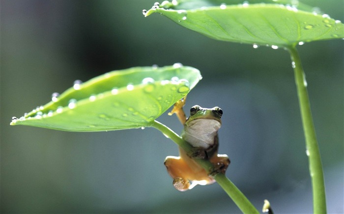 雨カエル-動物の壁紙 ブラウズ:15765