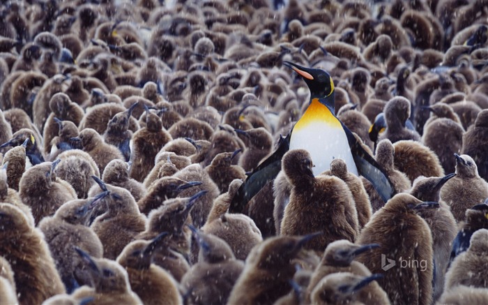 La pluie et la neige dans les Penguins-Bing fond d'écran Vues:8195