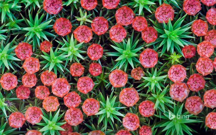 Red flowers close-up-Bing theme wallpaper Views:8012 Date:2015/1/8 7:47:07