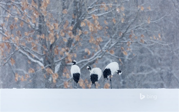 Three snow on crane-Bing theme wallpaper Views:8747 Date:2015/1/8 7:51:52