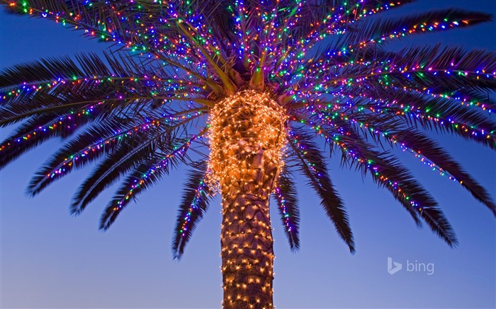 Tropical tree lighting-Bing theme wallpaper Views:9160 Date:2015/1/8 7:49:41