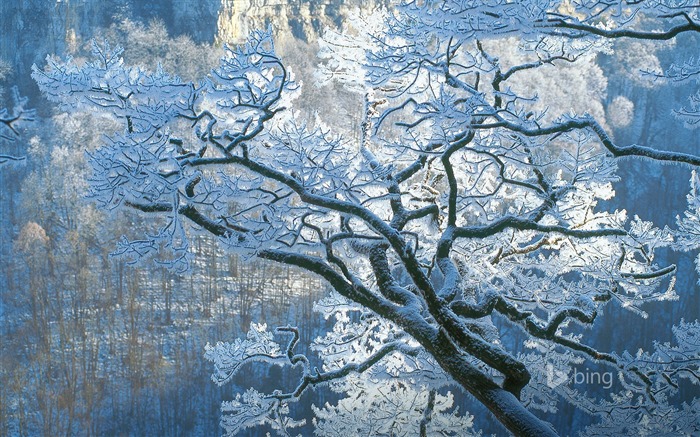 Winter rime-Bing theme wallpaper Views:11039 Date:2015/1/8 7:43:57