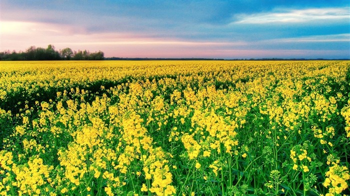 Fleurs jaunes Champ-Nature HD fond d'écran Vues:9327