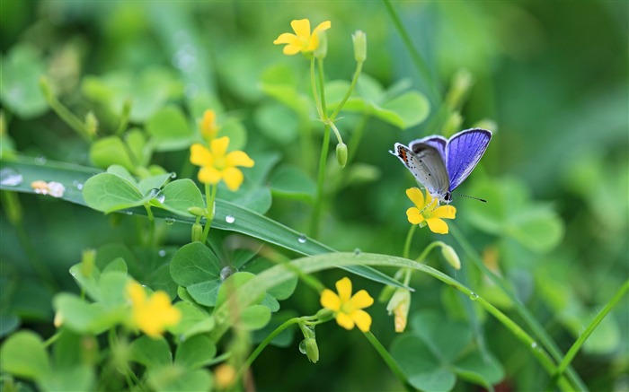 黄色の花の蝶-動物の壁紙 ブラウズ:7054