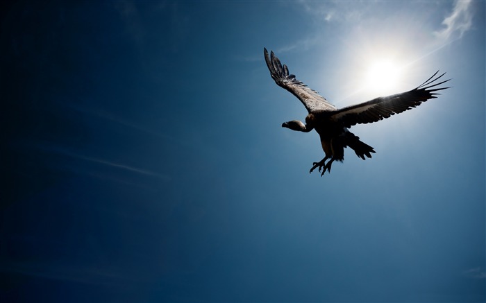 空の太陽の鳥-HD写真の壁紙 ブラウズ:7976