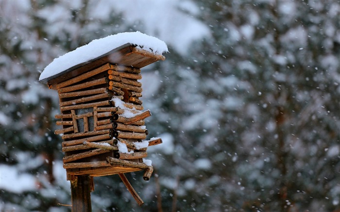 birdhouse snow winter-HD papel tapiz de pantalla ancha Vistas:9569