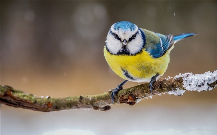 Papéis de Parede de fotos de pássaro amarelo azul-HD Visualizações:13575