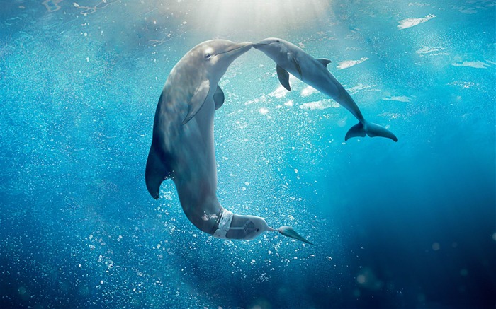 papel pintado de alta calidad Dolphin tale-Movie Vistas:12566