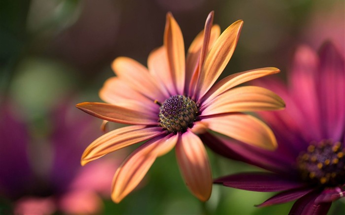 오렌지 gerbera 매크로 - 식물의 HD 벽지 찾아보기 :7614