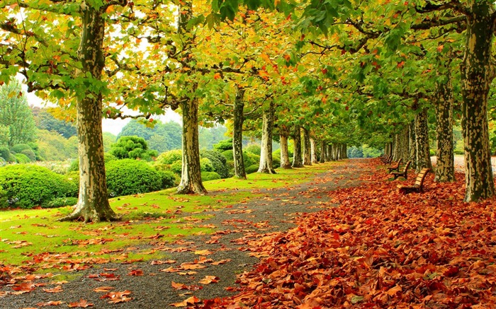 parc feuillage d'automne-HD Widescreen Fond d'écran Vues:12858