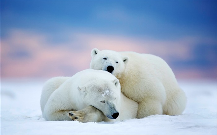 Fondo de pantalla de fotografía de animales destacados 2014 HD Vistas:37233